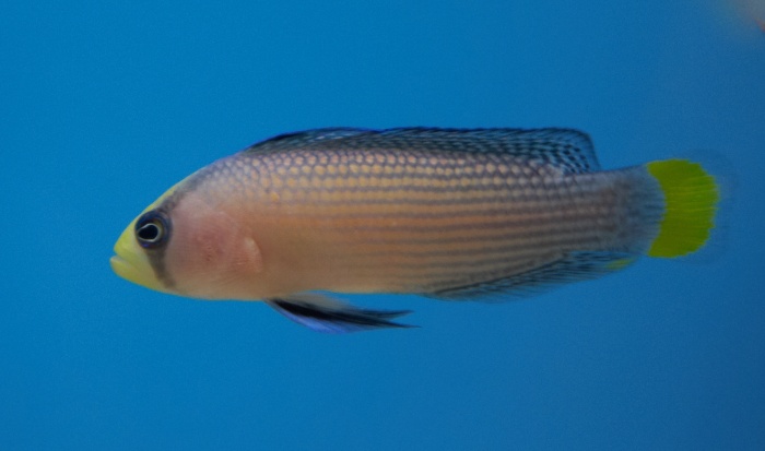 Fil:Pseudochromis splendens.jpg