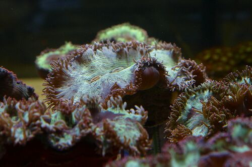 Klovnfisken-12-11-2009-003.jpg