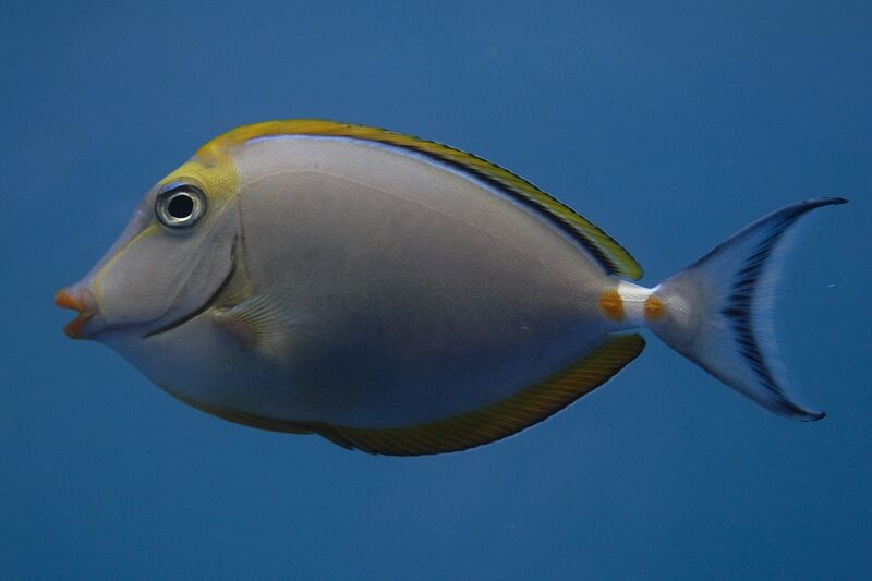 Fil:Kovnfisken-140709-005.jpg