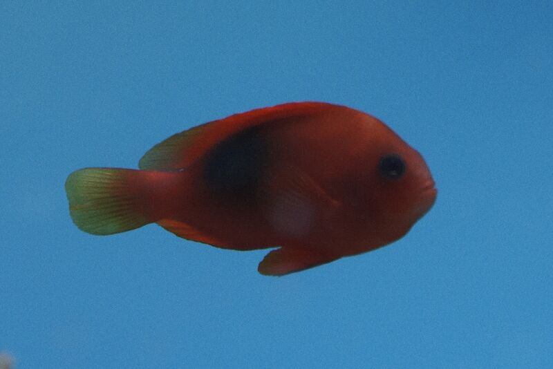 Fil:Klovnfisken-301208-051.jpg