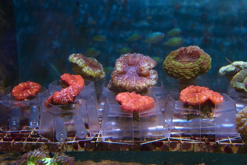 Fil:Klovnfisken-12-11-2009-022.jpg