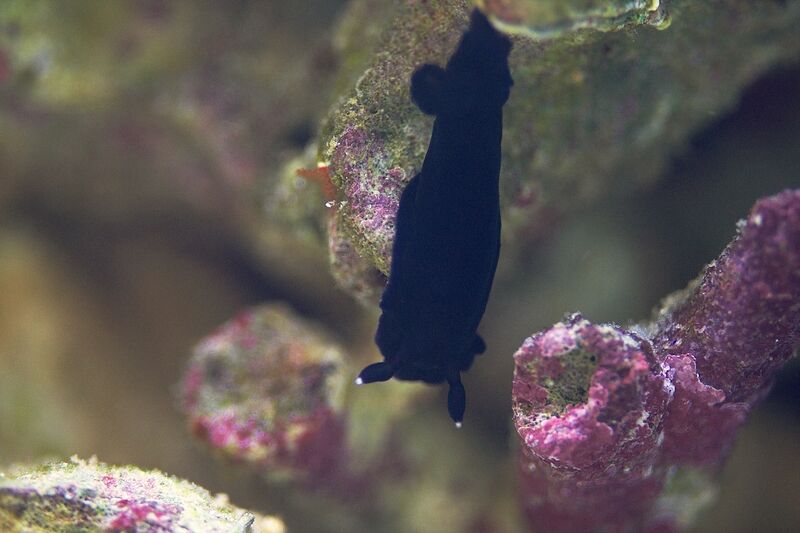 Fil:Dendrodoris nigra.jpg