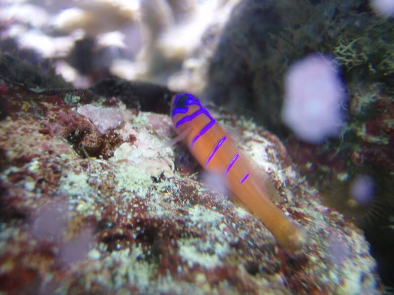 Fil:Catalina Goby lordmike.jpg