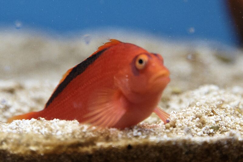 Fil:Klovnfisken-301208-057.jpg