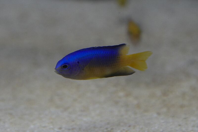 Fil:Kovnfisken-140709-024.jpg
